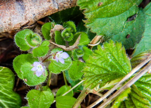 Veronica hederifolia, Ivy-Leaved Speedwell